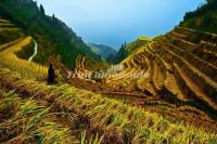 The Zhuang Ethnic Rice Terraces in Longsheng County