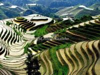 Longsheng Zhuang Ethnic Rice Terraces