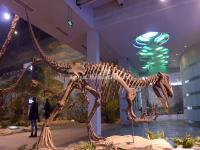 Zigong Dinosaur Museum 