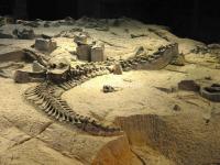 The Dinosaur Fossils in Zigong Dinosaur Museum 