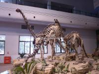 The Dinosaur Skeletons Zigong Dinosaur Museum 