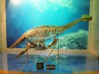 A Dinosaur Skeleton in Zigong Dinosaur Museum 