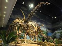 Zigong Dinosaur Museum 