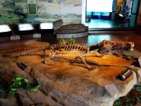 Zigong Dinosaur Museum 