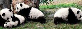 Tours to Chengdu