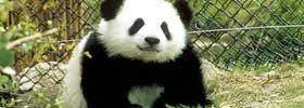 Tours to Sichuan